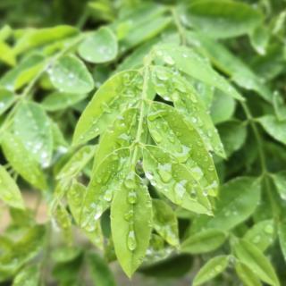 等你在雨中/余秋雨