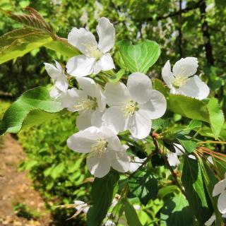 奇奇妙妙植物园～辣椒，花生