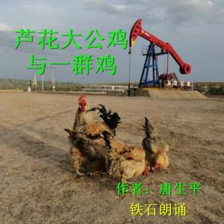 《芦花大公鸡与一群鸡》作者：唐生平