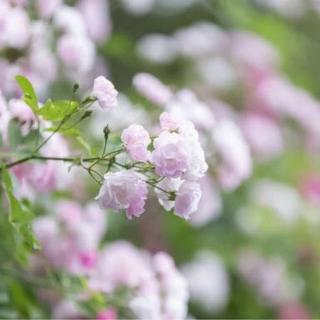 《钱塘湖春行》白居易