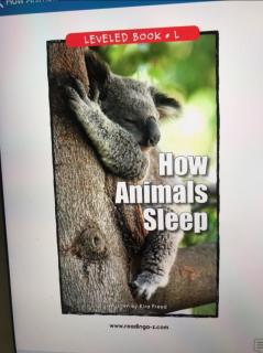 How animals sleep
