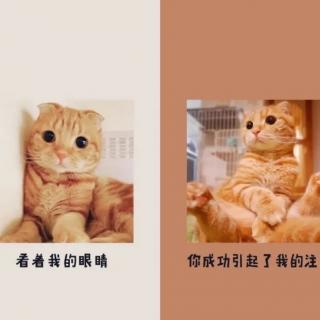 《羞答答的小猫》