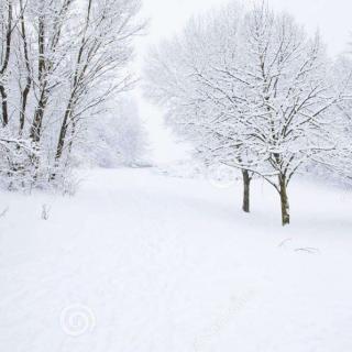 飘落在心尖上的那片雪  作者香水百合  朗诵梅