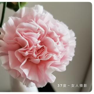 《举杯吧，芍药》作者：王宝祥   朗诵：37度～女人