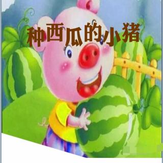 第三实验幼儿园故事推荐(第34期):《种西瓜的小猪》