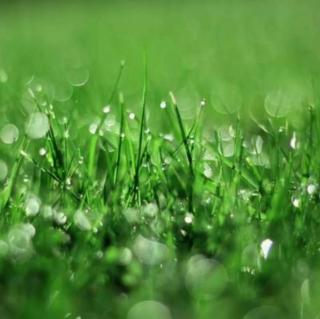 雨后  席慕容