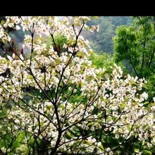 《一颗开花的树•长城谣》席慕容∥青草的气味诵读