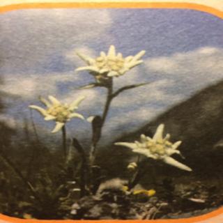 神奇的植物王国23。高原上的圣洁之花——雪莲花 播讲人 杨惠