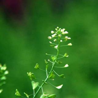 蒌蒿，枸杞，荠菜，马齿苋  汪曾祺