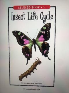 Insect Life Cycle🦋