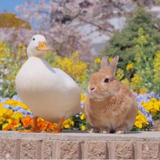 你是我最最喜欢的小兔子呀🐰