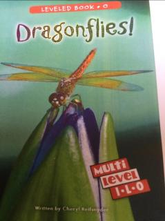 20200528 Dragonflies