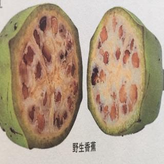 香蕉有籽吗？西瓜的老家在哪里？