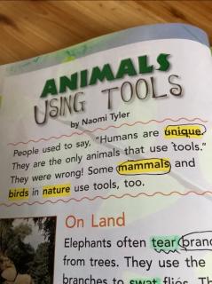 animal using tools