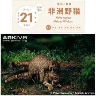 物种日历｜非洲野猫｜20180121