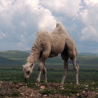 迷路的小骆驼——苑苑老师爱❤️的小故事