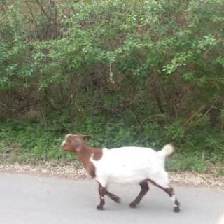 搞笑山羊🐐叫声0602