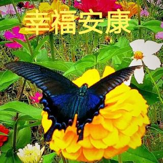 琴悦的色空鼓《蝶花飞舞》