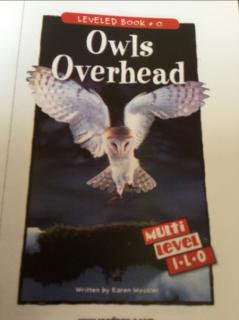 20200603 Owls overhead