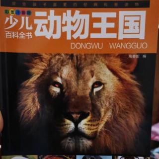 六六讲故事动物王国《大熊猫🐼》