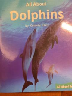 all  about  dolphins
