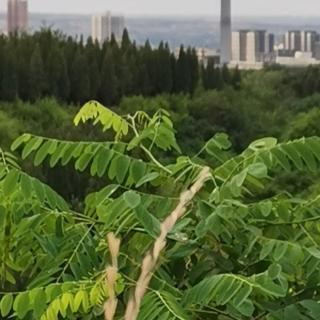 起飞——游北京植物园    文/踏花归去马蹄香