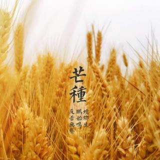 麦香芒种至，梅黄仲夏始  