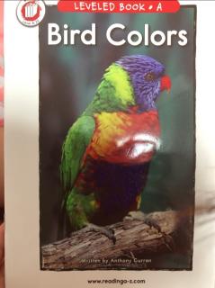 RAZA打卡40 Bird Colors