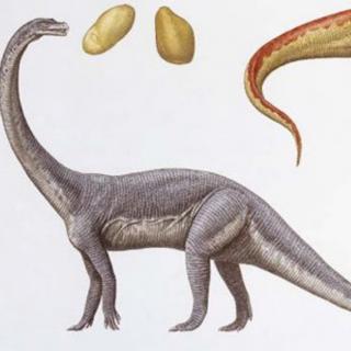 探秘侏罗纪-4.8巨椎龙有双灵活的手