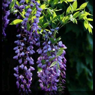《紫藤花》