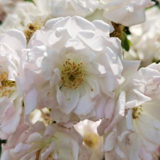 到新浪微博分享到qzone分享到豆瓣分享到人人网介绍:偏旁 文/荼蘼花