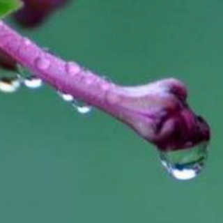 雨中的美丽  紫玉冰秋