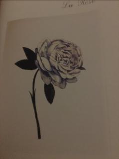 《花事》科莱特 关于玫瑰