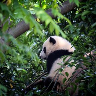 《双语新闻》：全国野生大熊猫栖息地建立野生动物监测点达4839个