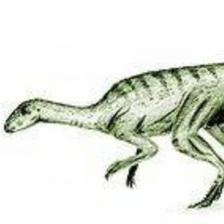 探秘侏罗纪——4.10身手敏捷的灵龙