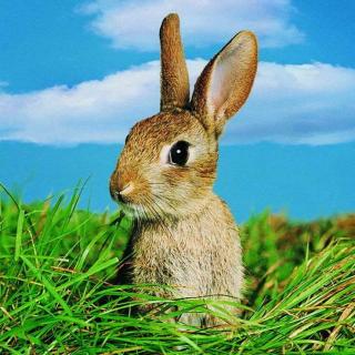 兔子阿灰（ 一）丨动物西游698集