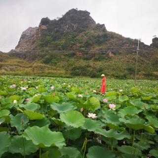 《仓促地到了中年》文/汪国真  读/烛影