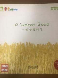 一粒小麦种子