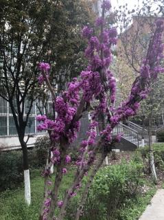 静水流深《遥望花开》水之静