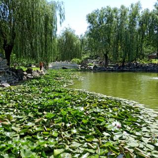 《六月的风景》作者：孙翠萍