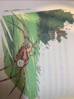 酷虫学校 9 杂七杂八的杂虫们——半路杀出只花皮蛛