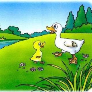 《小鸭子学游泳》