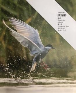 《我的湿地鸟类朋友》4/须浮鸥：我的世界黑白分明