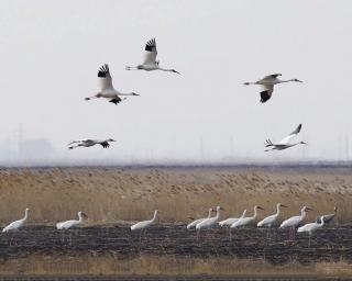《我的湿地鸟类朋友》2/白鹤：春天奏响的铜管乐