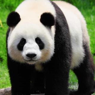 国宝——大熊猫🐼