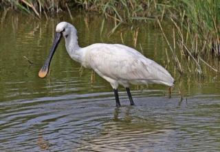 《我的湿地鸟类朋友》7/白琵鹭：优雅的天使