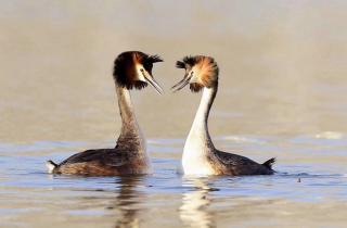 《我的湿地鸟类朋友》12/凤头鸊鷉：幸福，就像我看到的那样