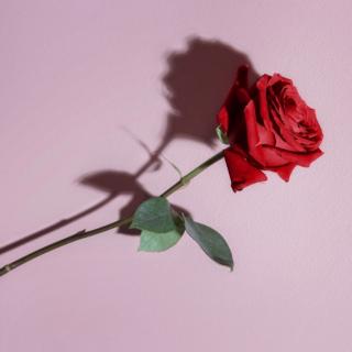 《一朵红玫瑰》—彩虹姐姐