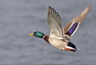 《我的湿地鸟类朋友》21/绿头鸭：“特警”的前世今生