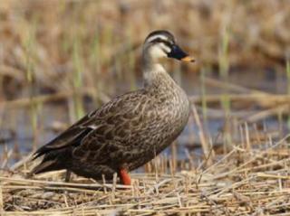 《我的湿地鸟类朋友》22/斑嘴鸭：“刽子手”竟是它？！